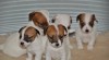 Jack Russell teriér a Chesapeake bay retriever 190519_t.jpg