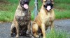 Bulmastif bullmastiff 1919_t.jpg