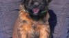 Briard plavý-štěňata 192395_t.jpg