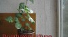 Boerhavia diffusa(Punarnava) - detoxice,omlazení těla 192657_t.jpg