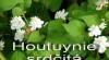 Houtuynie srdčitá (Houttuynia cordata) 192663_t.jpg