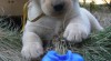 Labradorský retriever - CHS Aurora Polaris zadáva žlutá štěňátka 19274_t.jpg