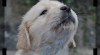 Zlatý retriever - štěňata s PP 192840_t.jpg