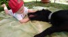 FLAT COATED RETRIEVER 193214_t.jpg