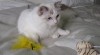 Ragdoll kočička 196021_t.jpg