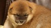 Shiba 196803_t.jpg