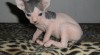 Sphynx překrásná koťátka 196993_t.jpg