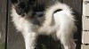 papillon - motýlek 197054_t.jpg
