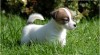 Jack Russell teriér 197793_t.jpg
