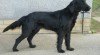 Flat coated retrievr 198151_t.jpg