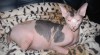 Cleopatra Desiree kanadský Sphynx 198160_t.jpg