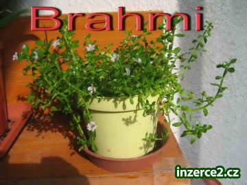 Brahmi (Bacopa monniera)- pro podporu učení,paměti_1 198428_1.jpg