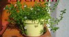 Brahmi (Bacopa monniera)- pro podporu učení,paměti 198428_t.jpg