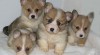 welsh corgi pembroke 199022_t.jpg