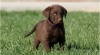 Chesapeake bay retriever 199081_t.jpg