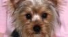 Rozkošný Yorkie a krásné štěně pro nový domov. 199476_t.jpg