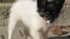 papillon - motýlek 199709_t.jpg