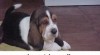 Basset hound 20000_t.jpg