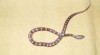 Mláďata elaphe guttata 200905_t.jpg