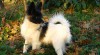 papillon - motýlek 201182_t.jpg