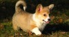welsh corgi pembroke 203249_t.jpg