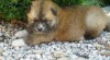 Akita inu 20395_t.jpg