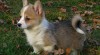 welsh corgi pembroke 205365_t.jpg