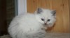koťátka Ragdoll s PP 207540_t.jpg