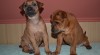 Thajský Ridgeback - Poslední štěňátka 207807_t.jpg