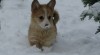 welsh corgi pembroke 208468_t.jpg