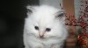 koťátka Ragdoll s PP 208535_t.jpg