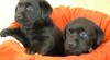 Labrador Retriever štěňátka 209722_t.jpg