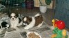 SHIH-TZU šť. s PP 211480_t.jpg