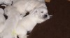 Golden Retriever štěňata s PP 211650_t.jpg