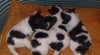 Pudl trpasličí vícebarevný harlekin 211854_t.jpg