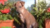 Thajský Ridgeback - Poslední krásný pejsek 212092_t.jpg