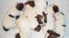 Jack Russell Terrier 212636_t.jpg