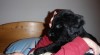 Briard - plavá a černá štěňátka 212768_t.jpg