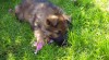 Německý ovčák štěňata odběr 3/2011 213361_t.jpg