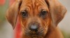 Rhodéský ridgeback - štěňata 215176_t.jpg