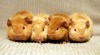 morčata US teddy 21550_t.jpg