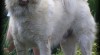 Tibetská doga - Krytí 21705_t.jpg