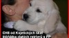 Golden Retriever štěňata s PP 217124_t.jpg