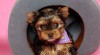 rozkošný Yorkie štěňata pro přijetí 218405_t.jpg