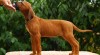 Rhodesian ridgeback 21870_t.jpg