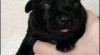 Staffordshire Bull Terrier s PP 220130_t.jpg