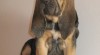 Bloodhound štěňata 221293_t.jpg