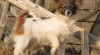 papillon - motýlek 223380_t.jpg