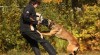 Belgický ovčák malinois 224438_t.jpg