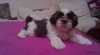 Shih-tzu štěňátka s PP 226207_t.jpg